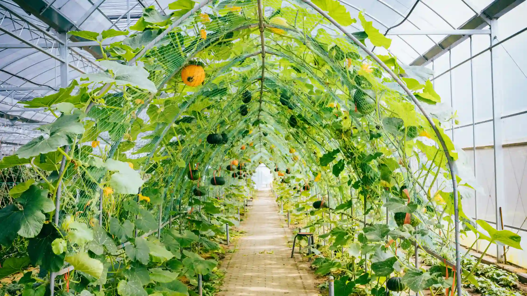 Advantages of Establishing an Organic Farm Business in Dubai - Smart Zones UAE