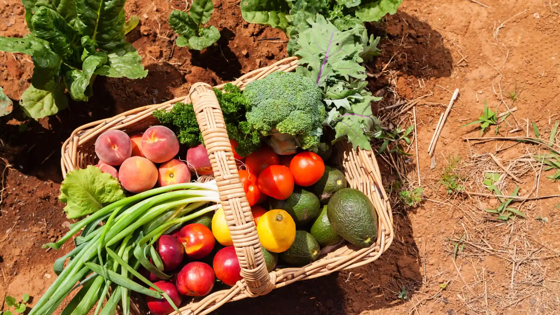 Start your Organic Farm Business in Dubai, UAE - Smart Zones UAE