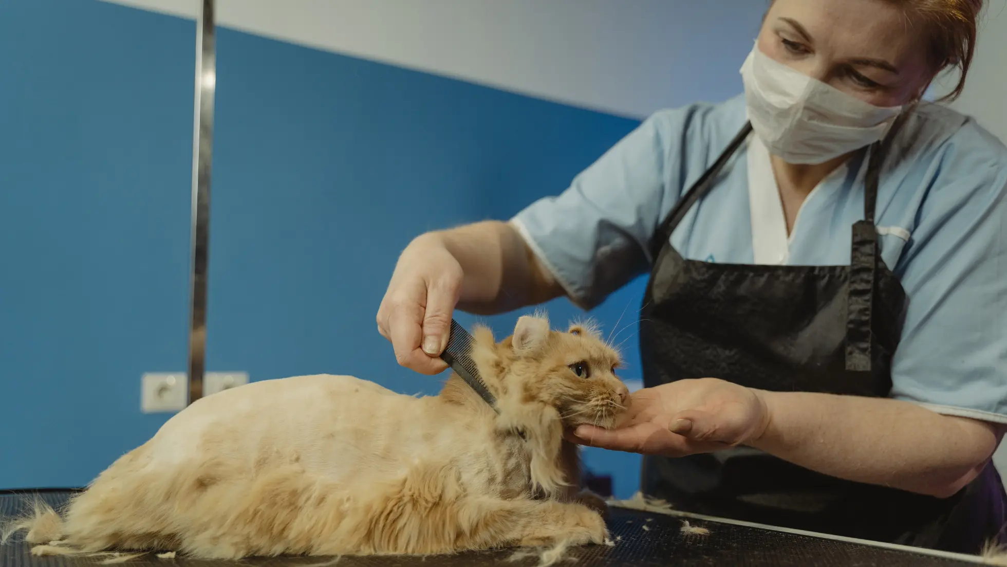 Advantages of Establishing a Pet Grooming Salon in Dubai - Smart Zones UAE